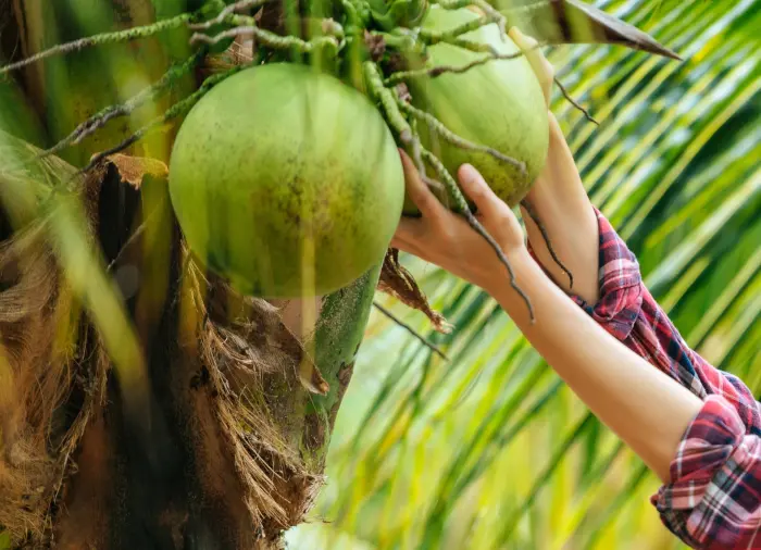 SAS Coconut